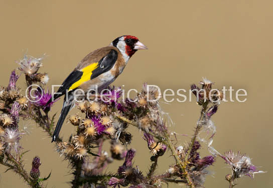 Goldfinch (Carduelis carduelis)-24