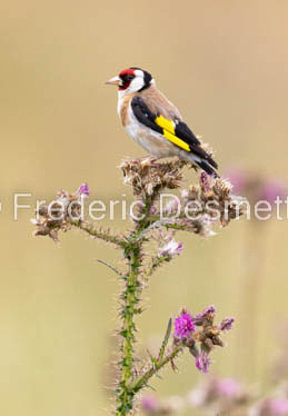 Goldfinch (Carduelis carduelis)-30