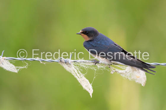Swallow (Hirundo rustica) -48