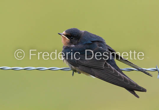 Swallow (Hirundo rustica) -49