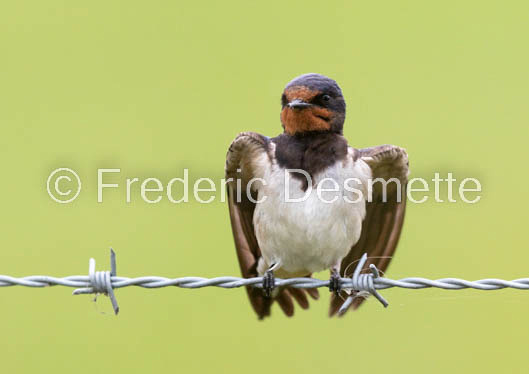 Swallow (Hirundo rustica) -51