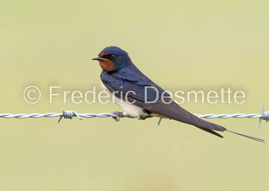Swallow (Hirundo rustica) -52