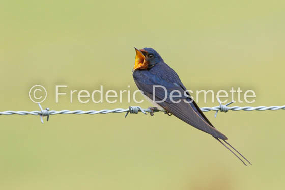 Swallow (Hirundo rustica) -53