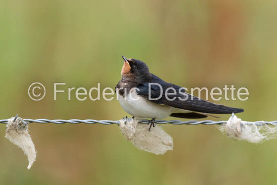 Swallow (Hirundo rustica) -54