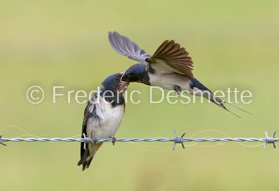 Swallow (Hirundo rustica) -55