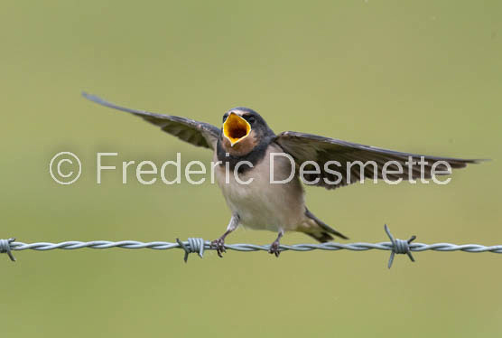 Swallow (Hirundo rustica) -57
