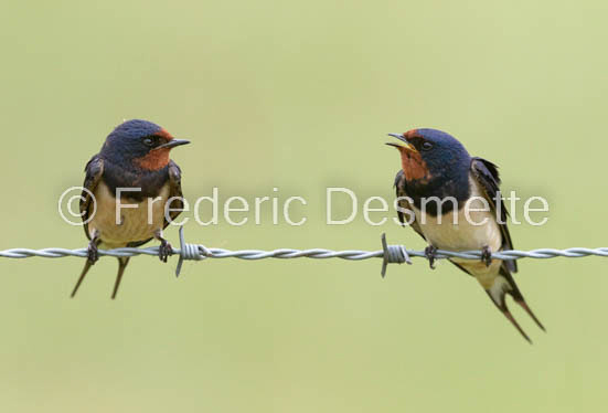 Swallow (Hirundo rustica) -60