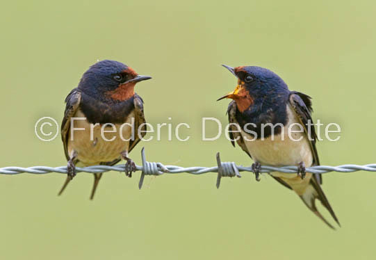 Swallow (Hirundo rustica) -61