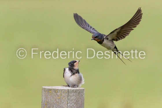 Swallow (Hirundo rustica) -65