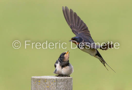 Swallow (Hirundo rustica) -67