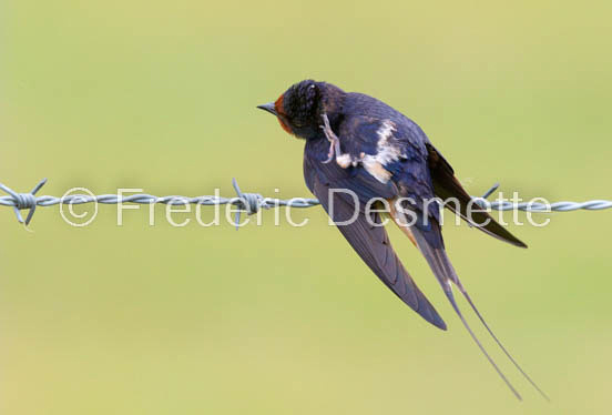 Swallow (Hirundo rustica) -68