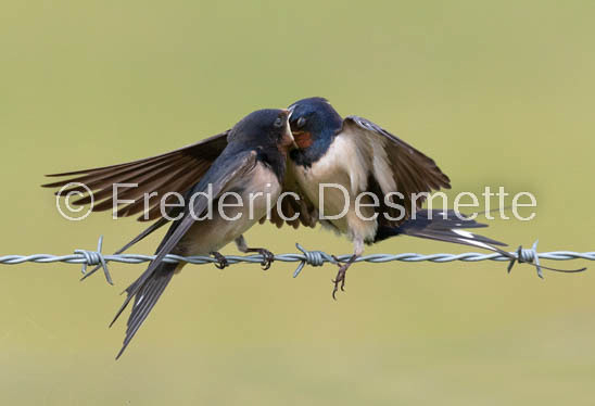 Swallow (Hirundo rustica) -69