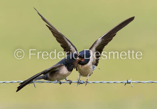 Swallow (Hirundo rustica) -70