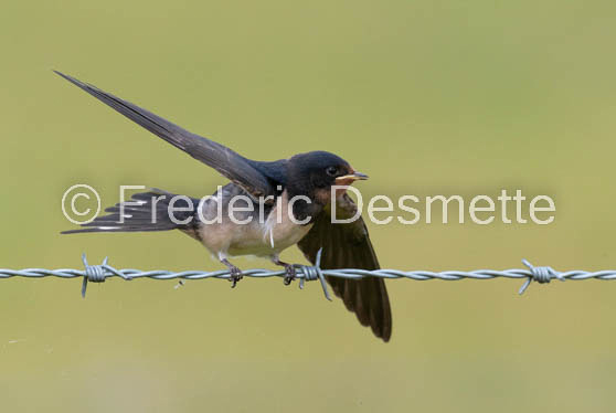 Swallow (Hirundo rustica) -72