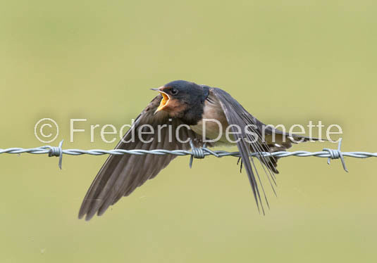 Swallow (Hirundo rustica) -73