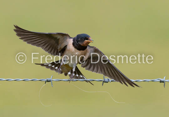 Swallow (Hirundo rustica) -74