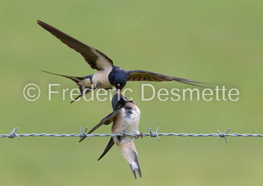 Swallow (Hirundo rustica) -75