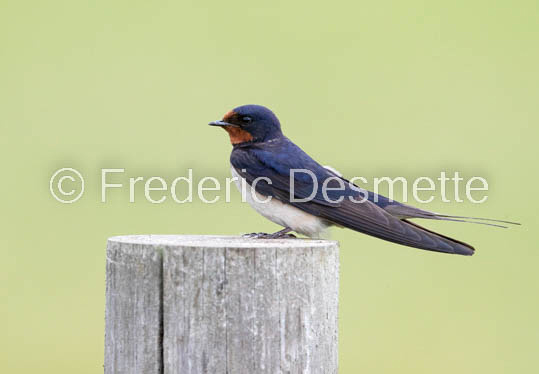 Swallow (Hirundo rustica) -76