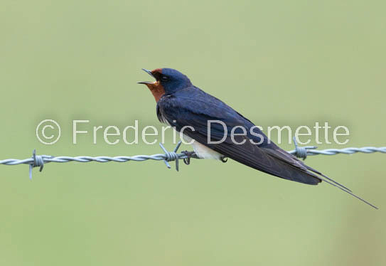 Swallow (Hirundo rustica) -77