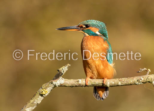 Kingfisher (Alcedo Atthis)-453-2