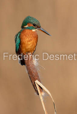 Kingfisher (Alcedo Atthis)-455-2