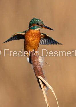 Kingfisher (Alcedo Atthis)-456-2