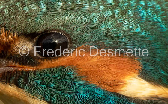 Kingfisher (Alcedo Atthis)-457-2