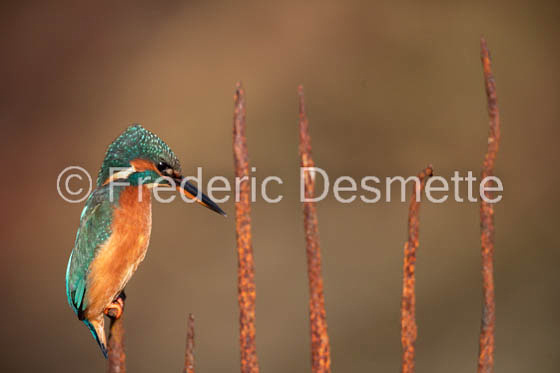 Kingfisher (Alcedo Atthis)-458