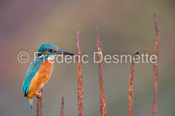 Kingfisher (Alcedo Atthis)-459