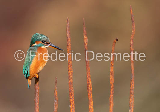 Kingfisher (Alcedo Atthis)-460-2