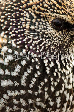 Starling (Sturnus vulgaris)-36