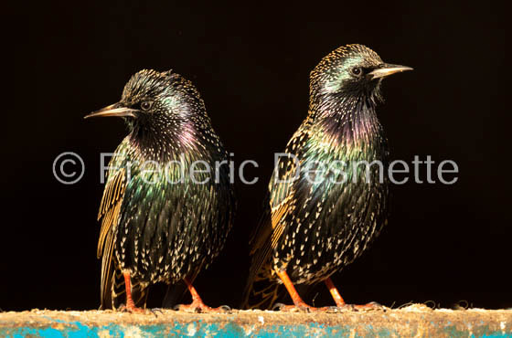 Starling (Sturnus vulgaris)-23