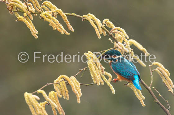 Kingfisher (Alcedo Atthis)-464-2