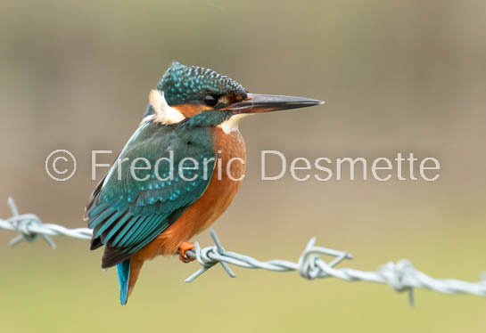 Kingfisher (Alcedo Atthis)-468