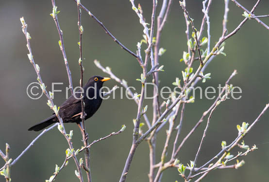 Blacbird (Turdus merula)-60