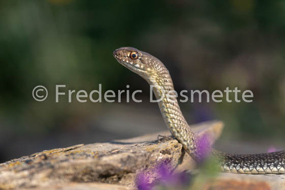 Montpellier snake (Malpolon monspessulanus) head details