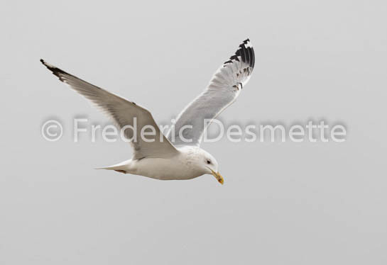 Caspian gull (Larus cachinnan)-2