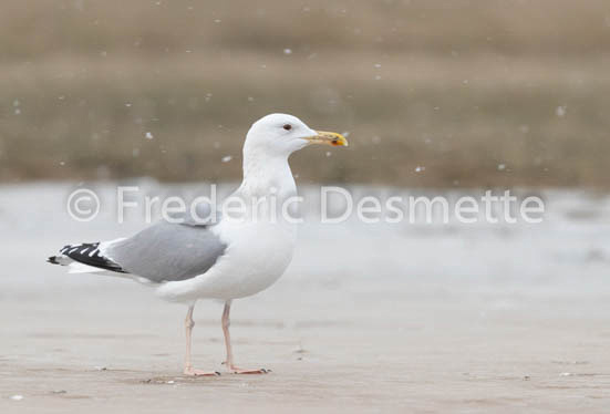 Caspian gull (Larus cachinnan)-3