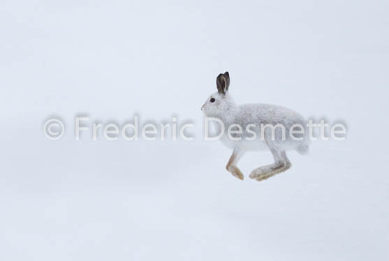 Mountain hare (Lepus timidus) -45