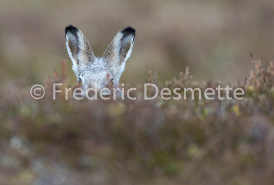 Mountain hare (Lepus timidus) -48