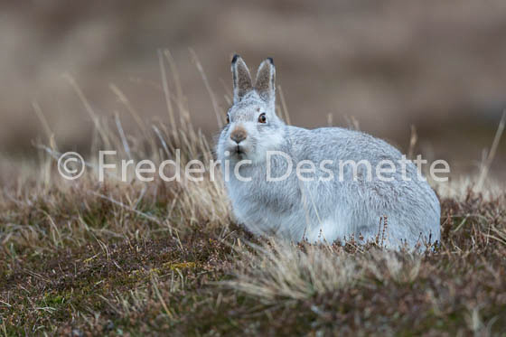 Mountain hare (Lepus timidus) -49