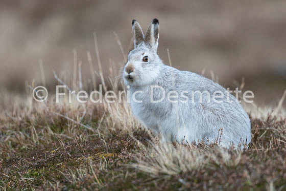 Mountain hare (Lepus timidus) -50