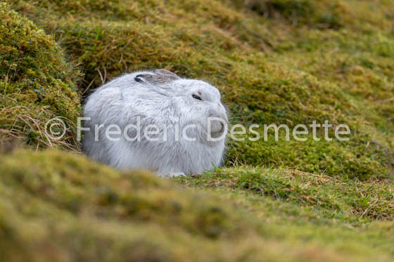 Mountain hare (Lepus timidus) -52