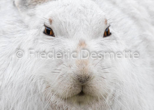 Mountain hare (Lepus timidus) -53
