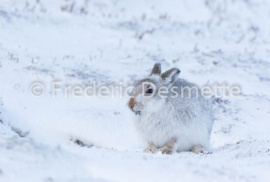 Mountain hare (Lepus timidus) -57