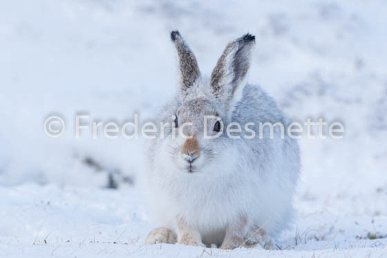 Mountain hare (Lepus timidus) -58