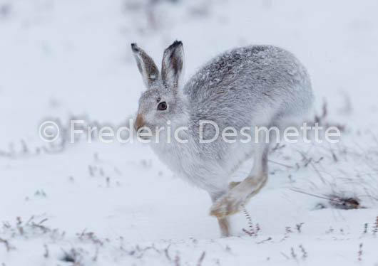 Mountain hare (Lepus timidus) -61