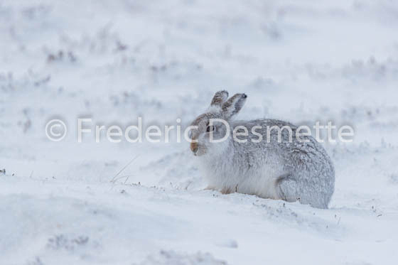Mountain hare (Lepus timidus) -63