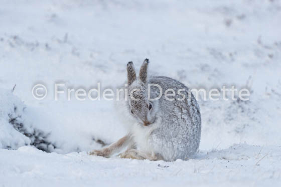 Mountain hare (Lepus timidus) -64