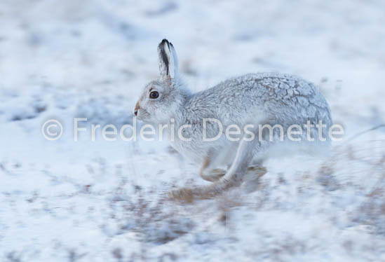 Mountain hare (Lepus timidus) -65